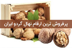 پرفروش ترین ارقام نهال گردو ایران چه ارقامی می باشند