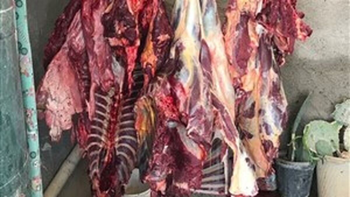 کشف ۴ تن کله پاچه و گوشت فاسد در شهرآفتاب