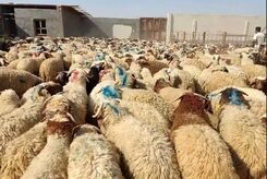15جایگاه دام زنده در روز عید قربان برای تهرانی ها
