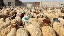 15جایگاه دام زنده در روز عید قربان برای تهرانی ها