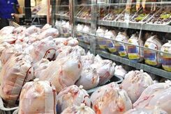 مرغ ارزان در راه بازار