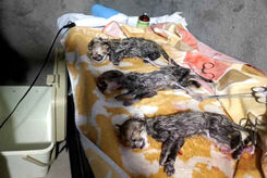 ماجرای تولد سه توله یوز و مرگ دو برادر/ حال توله سوم بهتر است