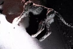 تلف شدن یک توله یوزپلنگ در تصادف| عکس توله یوز