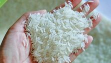 برنج طبیعت هندی است یا ایرانی؟