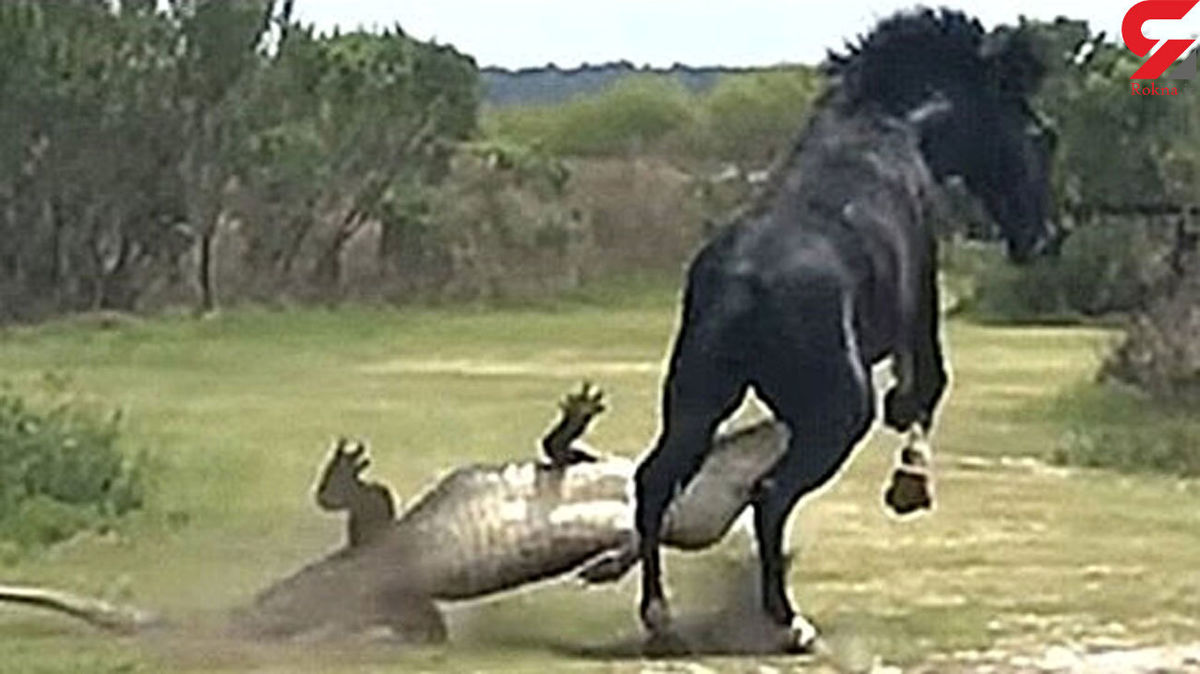 فیلم دیدنی از حمله اسب سیاه به کروکودیل غول پیکر