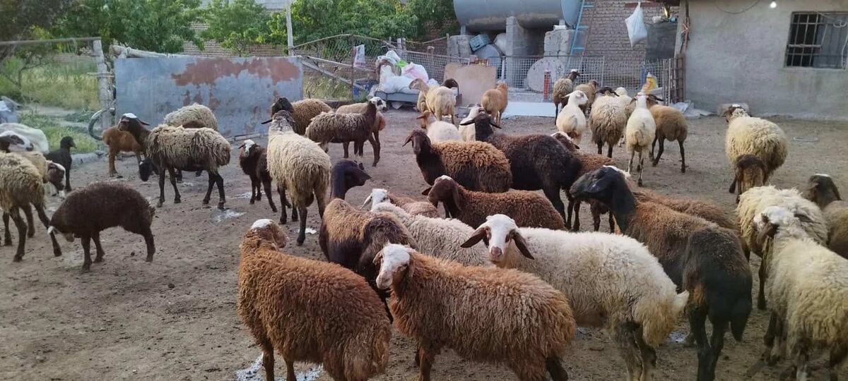 قیمت رسمی گوسفند زنده ویژه عید قربان برای استان ها اعلام شد 
